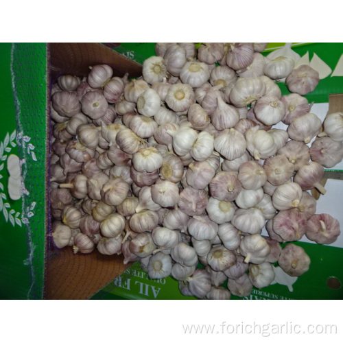 2019 Normal White Garlic Fresh